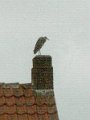 Reiger wacht op goudvis